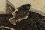 Green River Fossil Fish Mural w/ Diplomystus & Cockerellites #342450-5